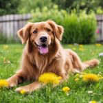 lawn care benefits pet owners